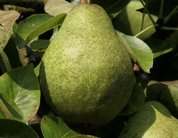 Obsthof Cordes - Fruchtfoto Williams Christ